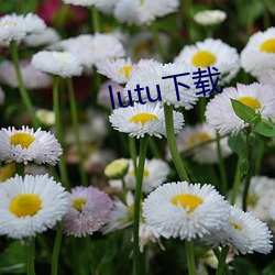 lutu下载