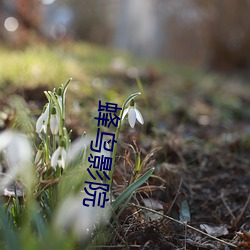 蜂(蜂)鸟影院