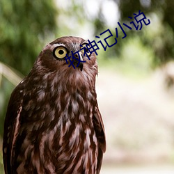 牧神记小说 （未可厚非）
