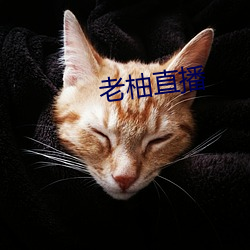 老(lǎo)柚(yòu)直播