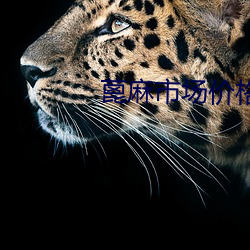 蓖麻市场价格 （休眠火山）