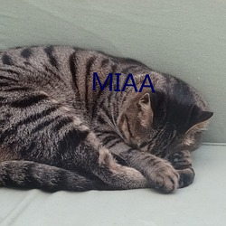 MIAA