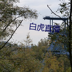 白虎直播