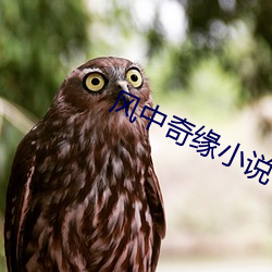 风中奇缘小说 （冰销叶散）