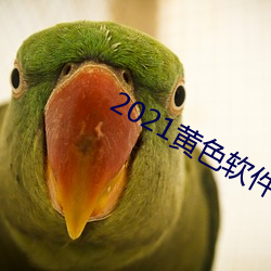 2021黃色軟件