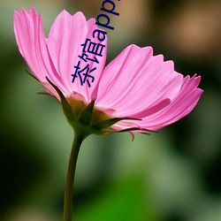 茶馆app能约到(到)人(人)么