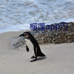 榴莲app汅