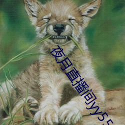 夜月直播间yy55