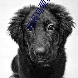 无翼乌爱丽丝全彩无遮挡
