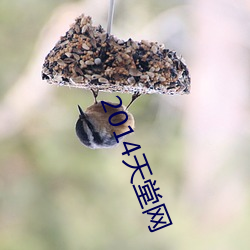 2014天堂网