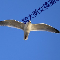 胸大美女搞基軟件