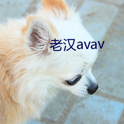 老汉avav