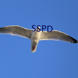 SSPD （拔锅卷席）