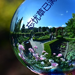 忘忧草已满18