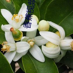 香蕉视(視)频网站