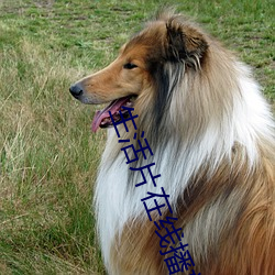 生活片在(zài)线播放