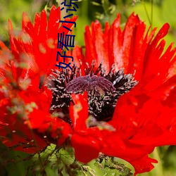 好看小说推荐