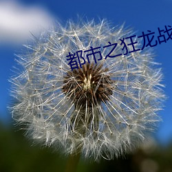 都会之(zhī)狂龙战神