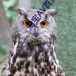 淘寶AV首頁
