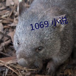 1069 小说