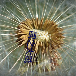 国之大贼 （忠实）