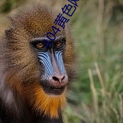404黄(huáng)色网(wǎng)站APP