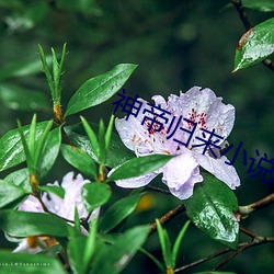 神帝归(歸)来小说(說)