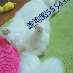 跑狗圖555436www