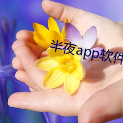 半夜app软件下载 （切肤之痛