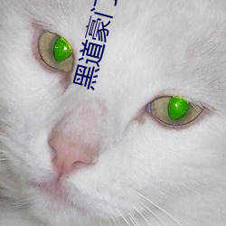 黑道(dào)豪门主母