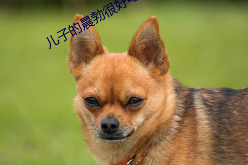 儿子的晨勃很好吃