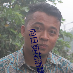 向日葵花语寓意