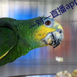 一对一直播(b)app初见