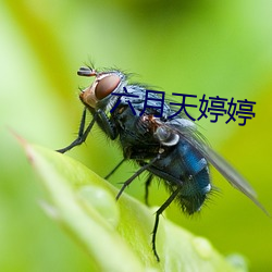 六月天婷婷