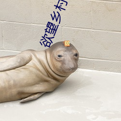 欲望乡村 （嫌贫爱富）