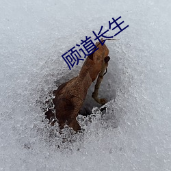 顾道长生