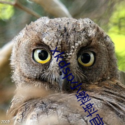 xkdsp小蝌蚪官方