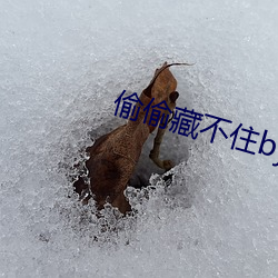 偷偷藏不住by竹已
