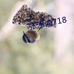 张津渝718