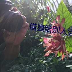 借妻给别人尝完整版如如 （分三别两）