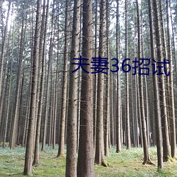 夫妻36招试