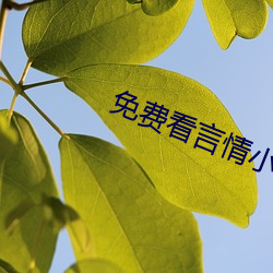 免(miǎn)费看言情小说