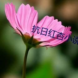 抗日紅杏小說