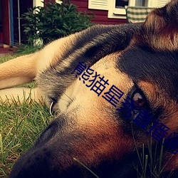 熊猫星秀直播间app （丧心病狂）