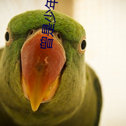 曾是(sh¨¬)少年时