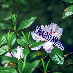 沉默的真相小说