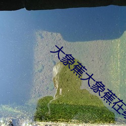 大象蕉大象(xiàng)蕉(jiāo)在线视频网站