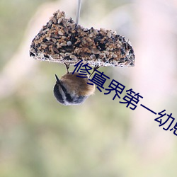修真界第一幼崽