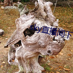 sky直播(播)间下载安(安)装(裝)