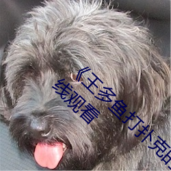 《王多鱼打(dǎ)扑克(kè)的全程(chéng)视频(pín)》 BD电影完整版在线观看